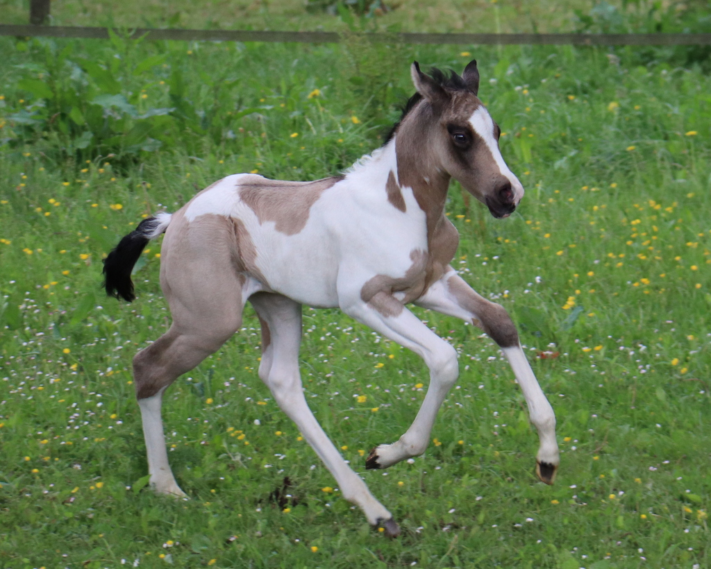 Naissance Paint Horse 2024 à l’élevage Cymela