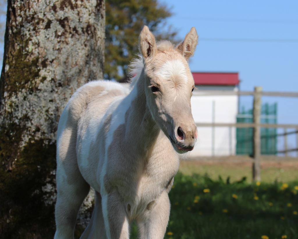 Naissance Paint Horse 2025 à l’élevage Cymela