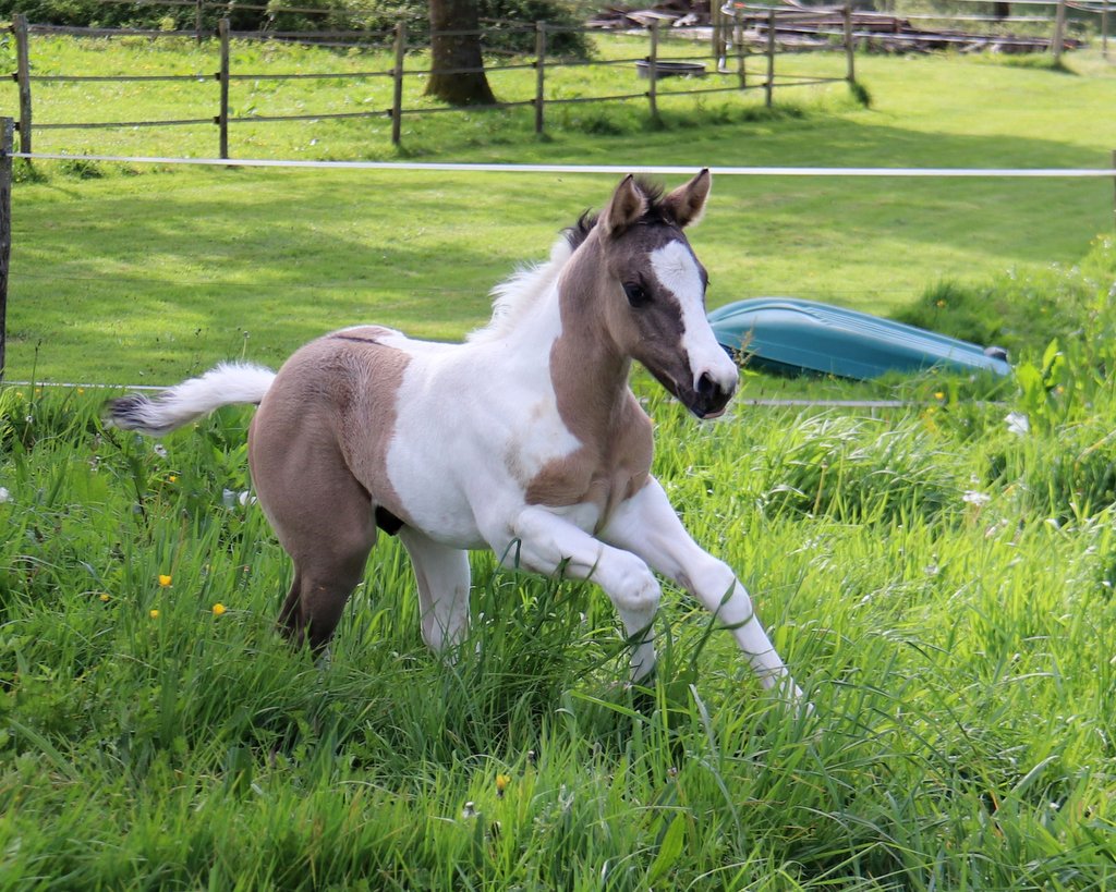 Naissance Paint Horse 2026 à l’élevage Cymela