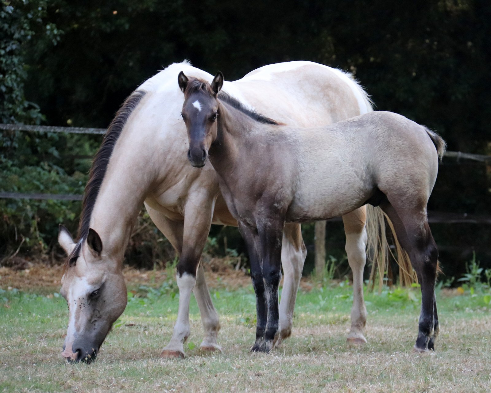 poulain paint horse né à l'élevage Cymela 