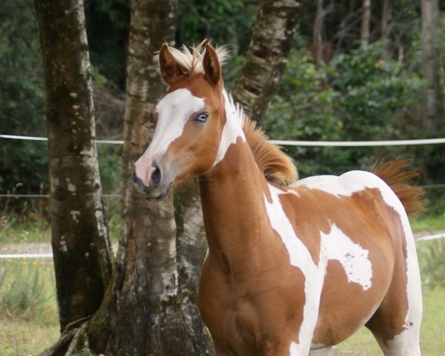 CPH Qualicy kimi cool, pouliche Paint Horse née à l’élevage Cymela en 2017