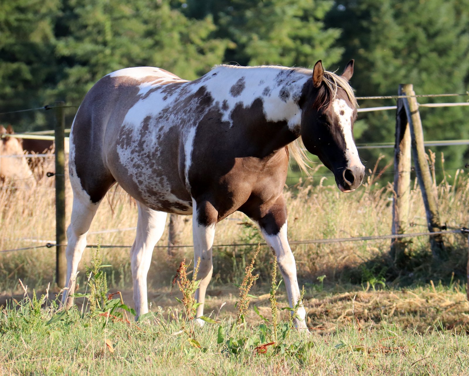 CPH victory cool moon, pouliche Paint Horse née à l’élevage Cymela en 2022, pouliniere sur l'élevage